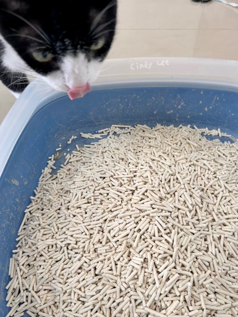 女人知己試用大隊,口碑行銷,部落客行銷,PurreLand 倍淨豆腐貓砂,好市多購買,COSTCO購買,豆腐貓砂,PurreLand倍淨,低粉塵,易清理,可沖馬桶,提供絕佳的除臭與凝結力,豆腐貓砂評價,貓砂評價,使用心得,貓砂分享,好用,原味,綠茶,豆腐砂,水量需完全覆蓋貓砂,水量需貓砂的2~3倍以上,豆腐砂評價,高CP值,划算